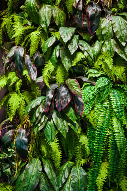 istock Green leaves in low sunlight 1063810942