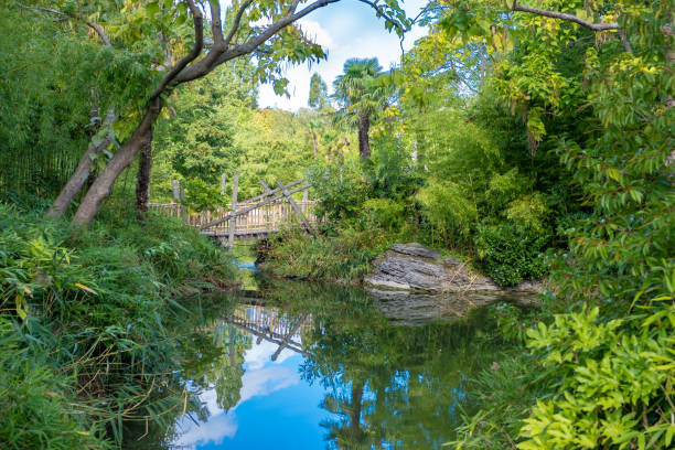 istock river and wood bridge at forest 1063811658