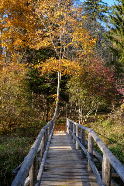 istock wooden plank bridge over water in forest 1063816580