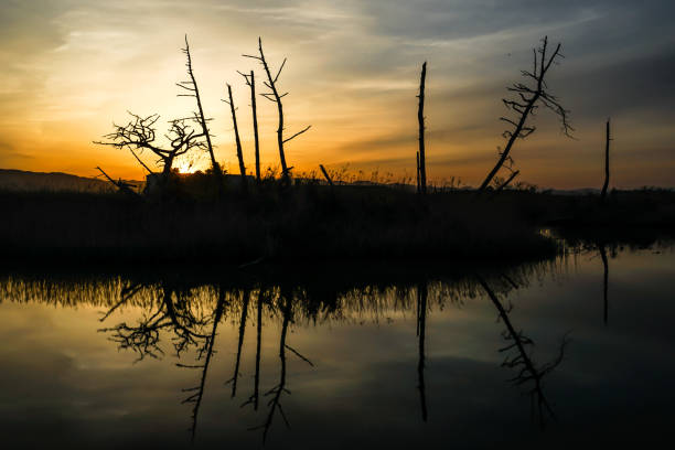 istock Trees reflected in the evening and the water surface 1063816592
