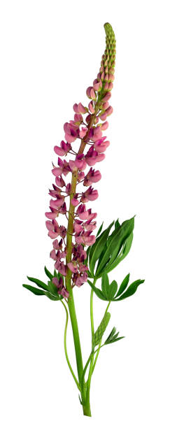 istock Blooming pink lupine. Isolated on white background 1063820222