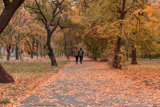 istock Autumn park.Colored lush leaves trees. 1063820834