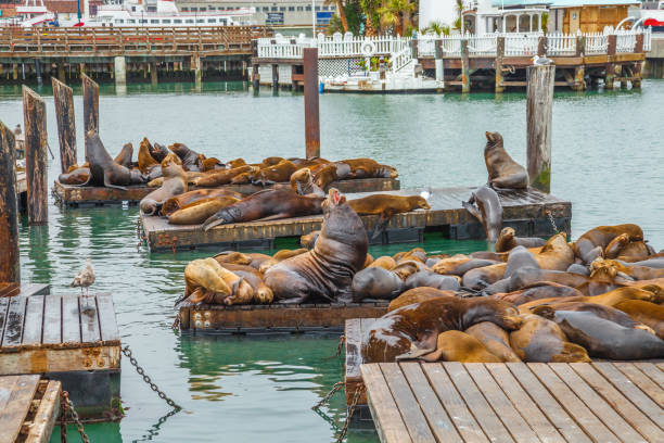 istock Sea lions San Francisco seafront 1063821932