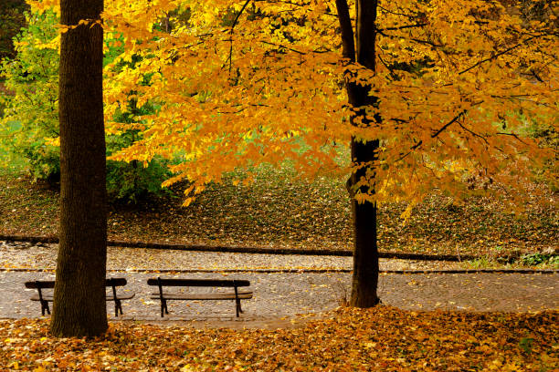 istock Vintage bench in autumn park 1063825064