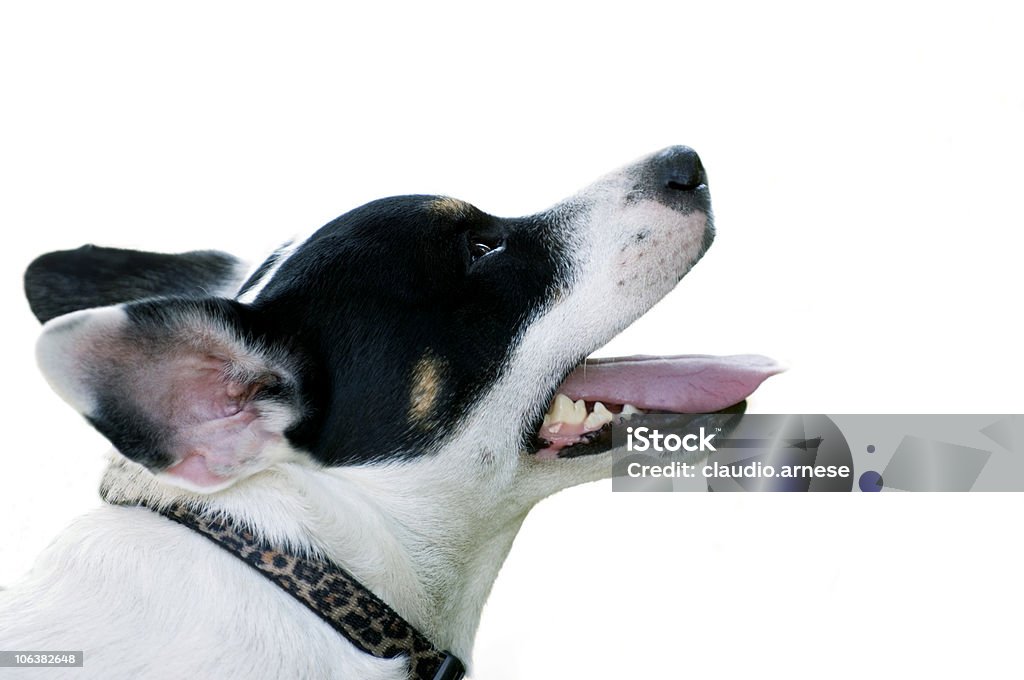 Jack Russell Terrier chien par col Portrait, un arrière-plan blanc - Photo de Chien libre de droits