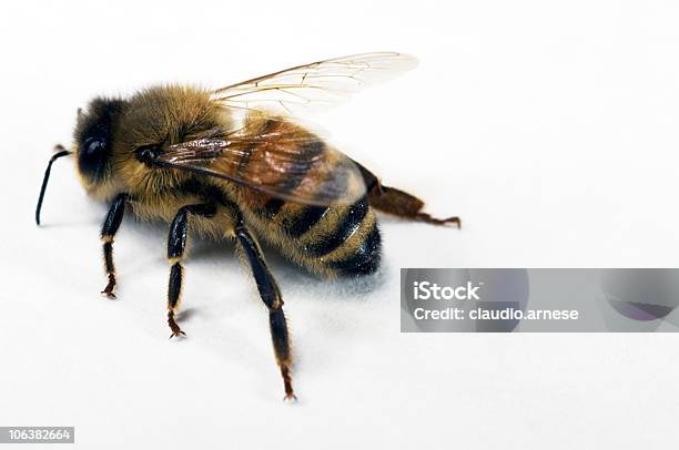 Biene Farbe Stockfoto und mehr Bilder von Apis - Apis, Biene, Bildkomposition und Technik