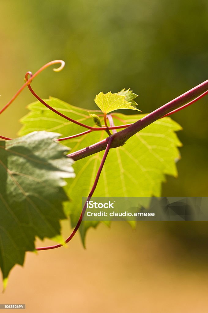 Uva hojas. Imagen de Color - Foto de stock de Color - Tipo de imagen libre de derechos