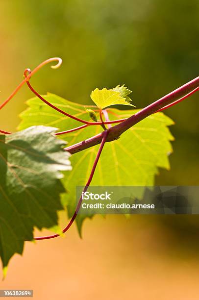 Uva Hojas Imagen De Color Foto de stock y más banco de imágenes de Color - Tipo de imagen - Color - Tipo de imagen, Crecimiento, Encuadre completo