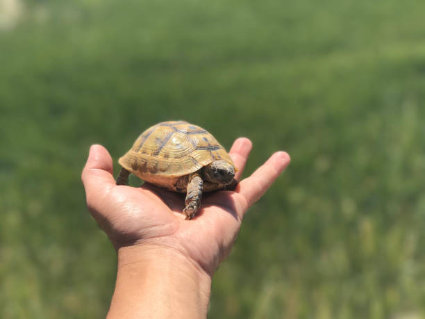 istock Australasian Mediterranean Tortoise 1063828624