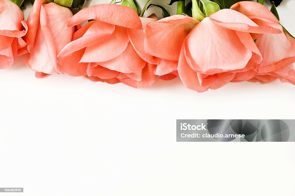 Rose. Farbe - Lizenzfrei Bildhintergrund Stock-Foto