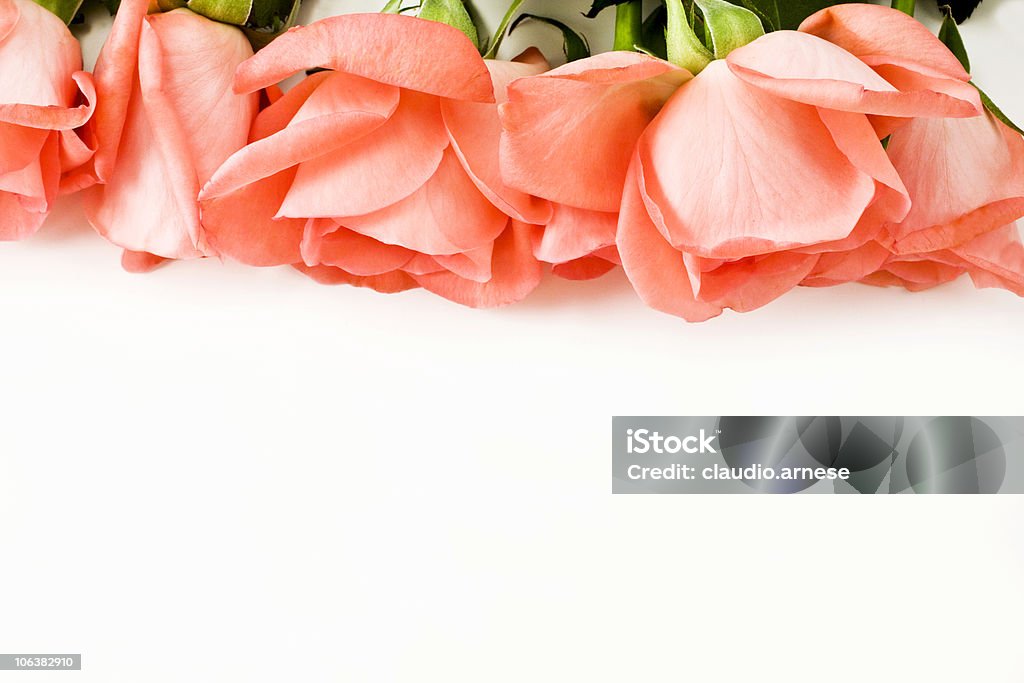 Rose. Imagem a cores - Royalty-free Aniversário especial Foto de stock