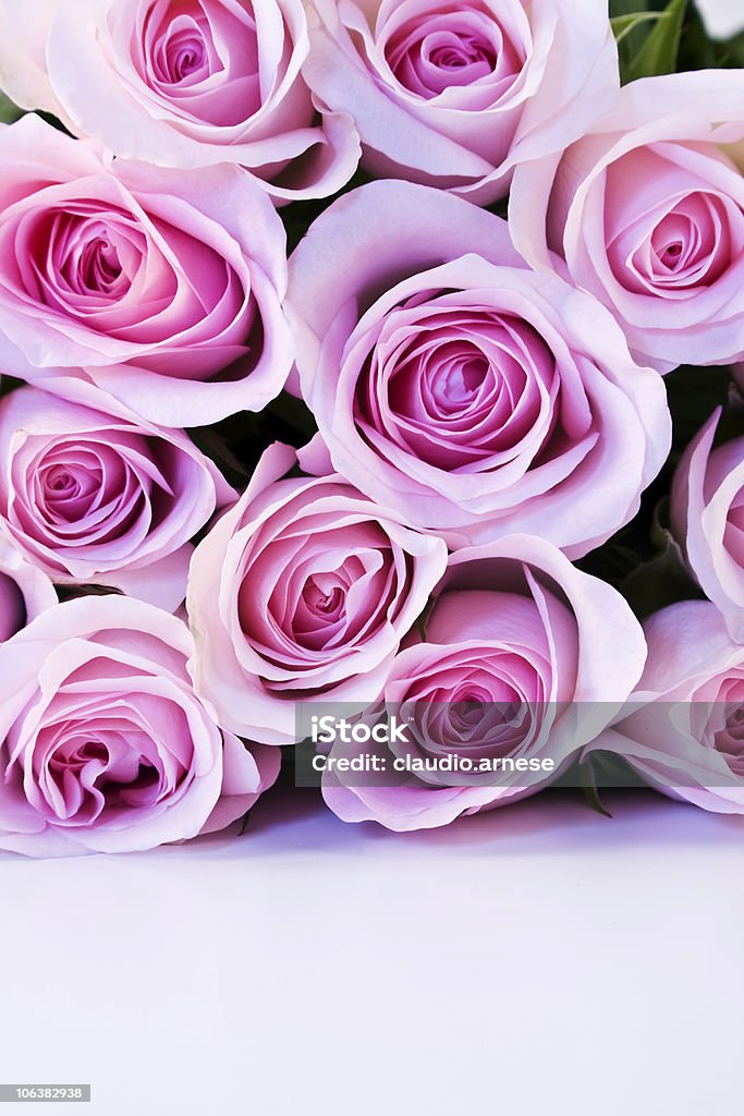 Bouquet de rosa. Imagem a cores - Royalty-free Doze rosas Foto de stock