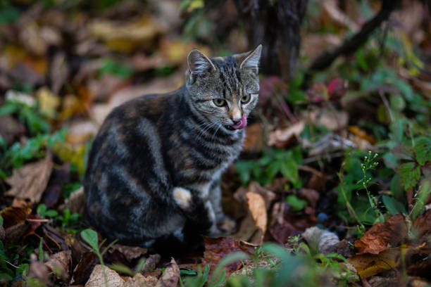 istock Domestic cat resting outdoor 1063829384