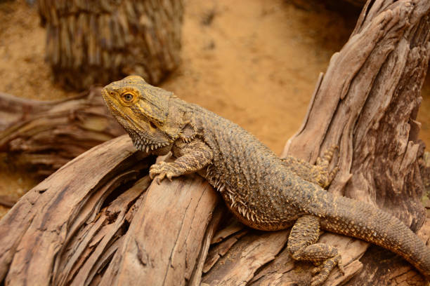 istock Bearded dragon on tropical wood. 1063829946