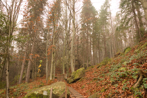 istock Misty autumn pine and beech forest in cloudy day 1063830176