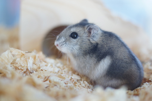 Image of hamster (Djungarian)