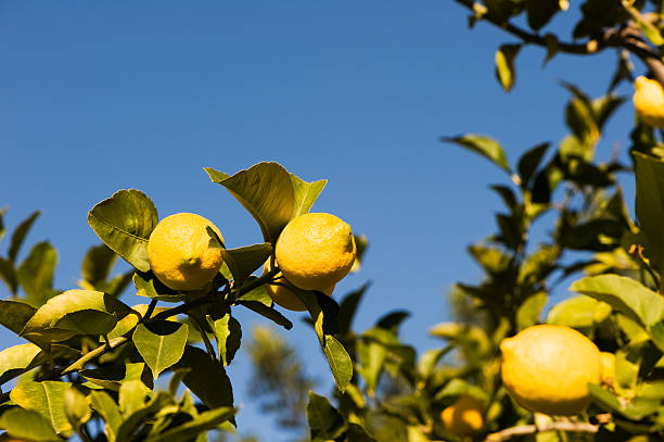 Lemon tree. Color Image