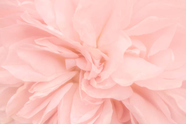 istock An Opaque Pattern of Pink Rose Petals 1063833262