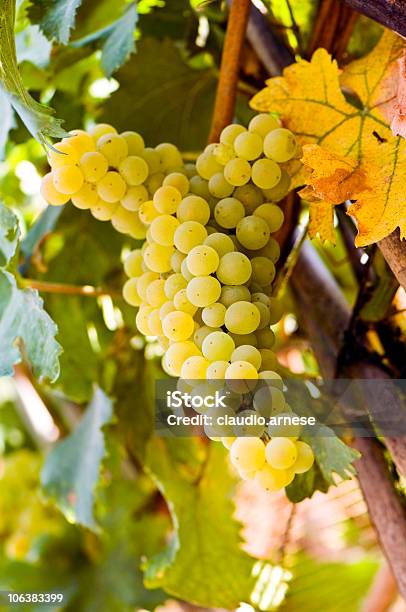 Uva Bianca Immagine A Colori - Fotografie stock e altre immagini di Ambientazione esterna - Ambientazione esterna, Azienda vinicola, Composizione verticale