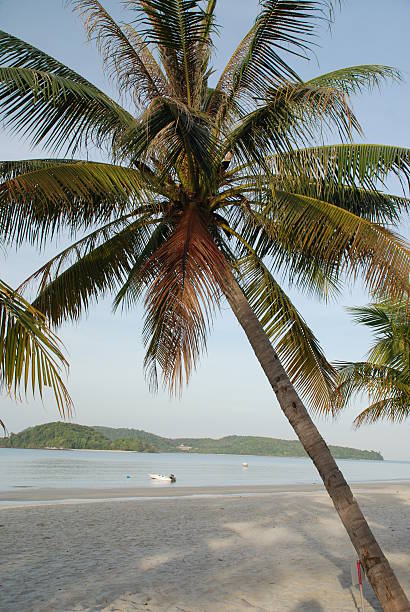 Palm Tree stock photo