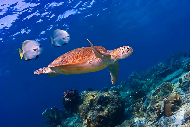 Una green sea turtle seguida de dos pez murciélago - foto de stock