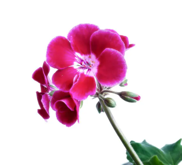 Flowers of a geranium are isolated on a white background.