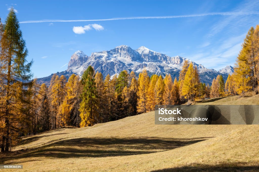 Los colores del otoño en un bosque de abeto, Val di Funes. Bolzano, Tirol del sur, Dolomitas, Italia. - Foto de stock de Alerce - Árbol de hoja caduca libre de derechos