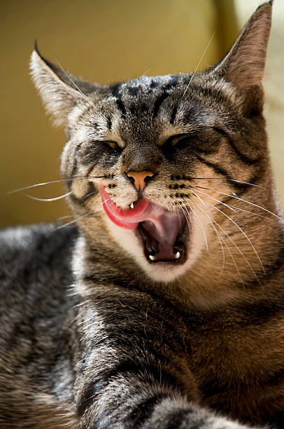 istock Yawning and Licking Cat 106383648