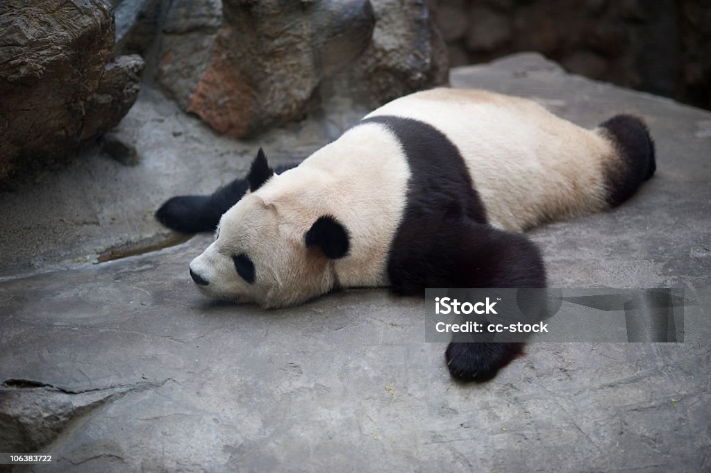 Panda-gigante Dormitar - Royalty-free Panda-gigante Foto de stock
