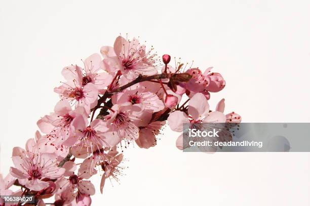 Photo libre de droit de Fleur De Cerisier banque d'images et plus d'images libres de droit de Arbre en fleurs - Arbre en fleurs, Beauté de la nature, Bouton de fleur