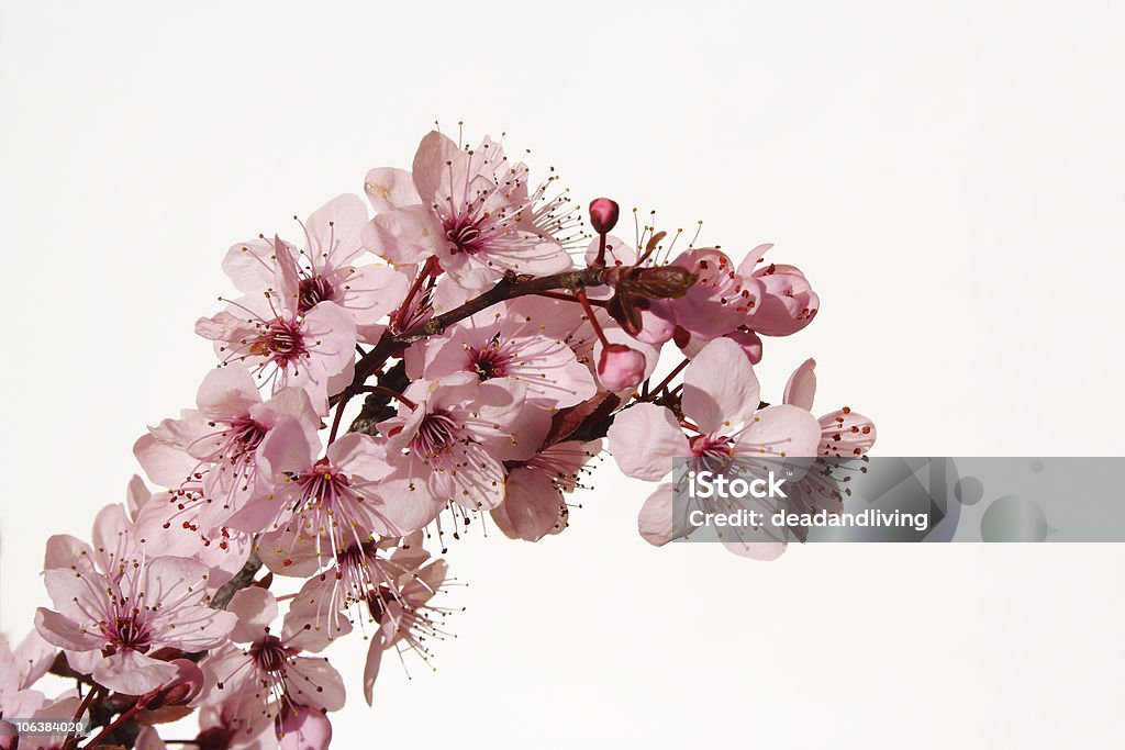 桜の花 - さくらんぼ色のロイヤリティフリーストックフォト