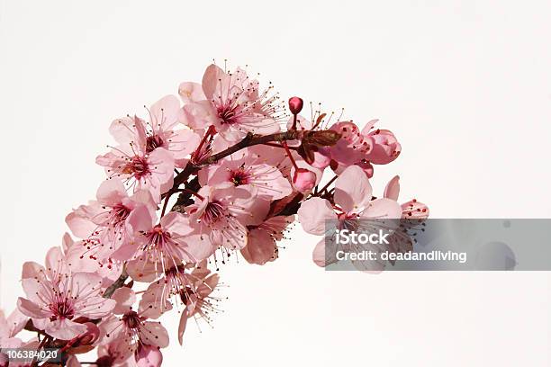 桜の花 - さくらんぼ色のストックフォトや画像を多数ご用意 - さくらんぼ色, カラー画像, デイジー