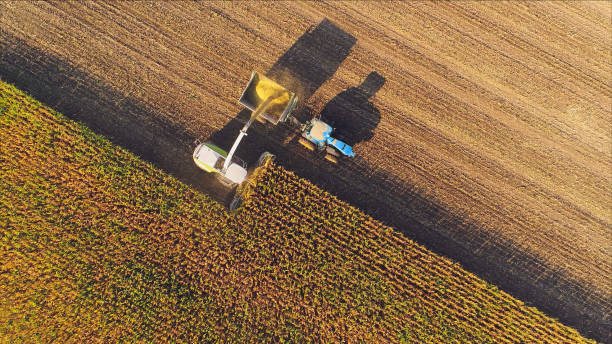 macchine agricole che raccolgono mais, vista aerea. - autumn corn corn crop field foto e immagini stock