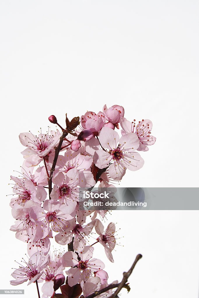 Вишни blossom - Стоковые фото Ароматический роялти-фри