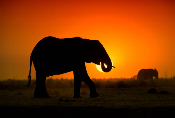 istock Elephant in front of the sunset, Chobe, Botswana, Africa 1063841428