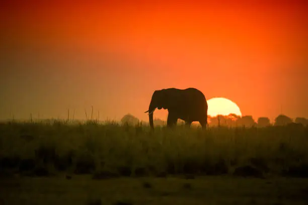 Photo of Elephant in front of the sunset, Chobe, Botswana, Africa