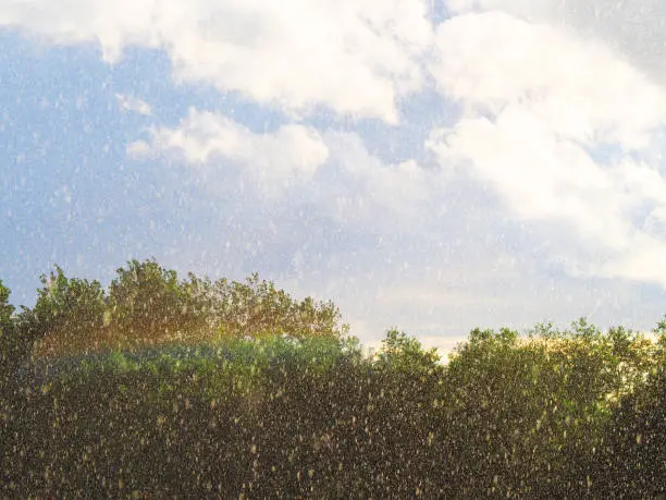 Photo of Sunshower or sun shower, meteorological phenomenon, rain falls, sun is shining. Solar glare from rain drop, rainbow. Sunshower against the background of trees and meadow. Rain and sun at the same time