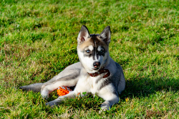 istock Puppy miniature husky. 1063843332
