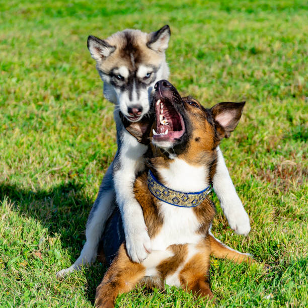 istock Puppy miniature husky. 1063843926