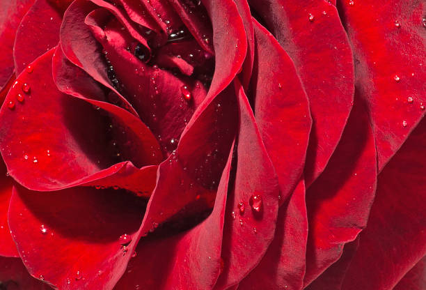 istock Beautiful red rose petals. 1063846630