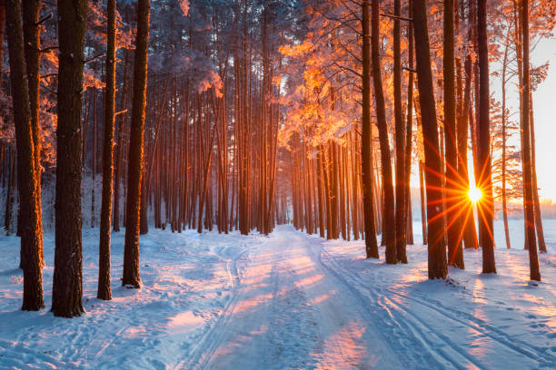 Christmas nature Snow path in winter forest. Evening sun shines through trees. Sun illuminates trees with frost. Winter snowy sunny landscape. Christmas nature. Xmas scenery. tall high photos stock pictures, royalty-free photos & images