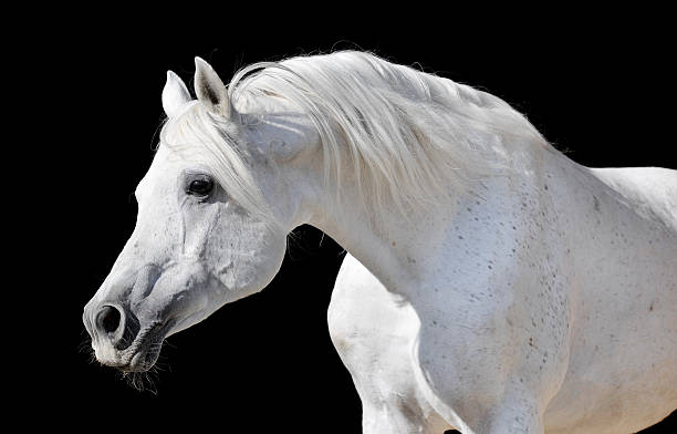 istock white horse isolated on black 106385194