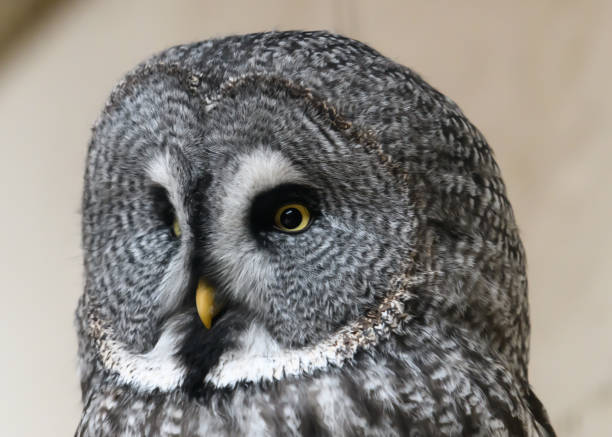 istock Great Gray Owl portrait 1063852082