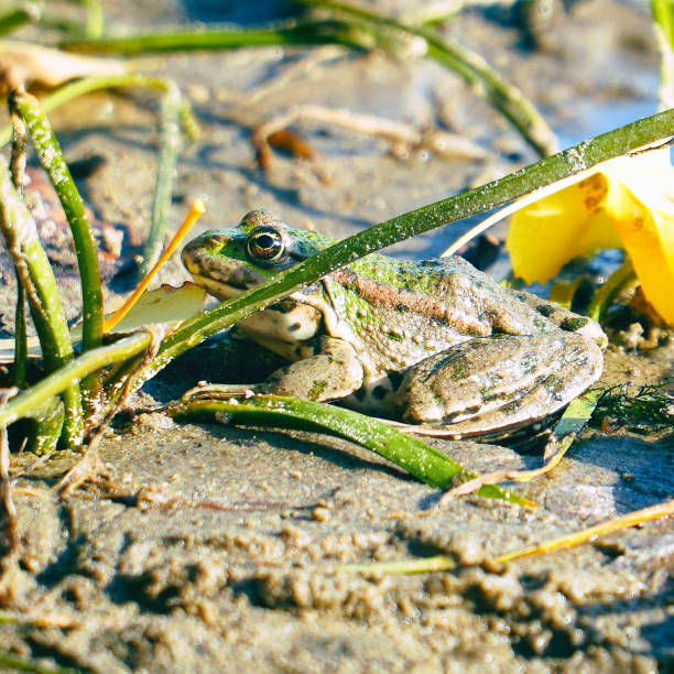 istock Frog on shore next to fallen yellow leaves 1063852136