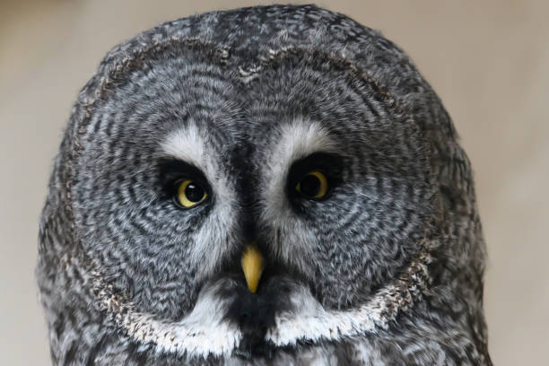 istock Great Gray Owl portrait 1063852172