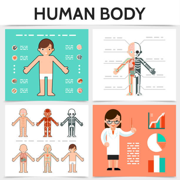Flat Human Anatomy Square Concept Flat human anatomy square concept with internal organs skeletal resperatory muscular circulatory nervous systems isolated vector illustration kid body parts stock illustrations