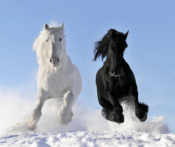 istock A pair of white and black horses galloping in snow 106385389