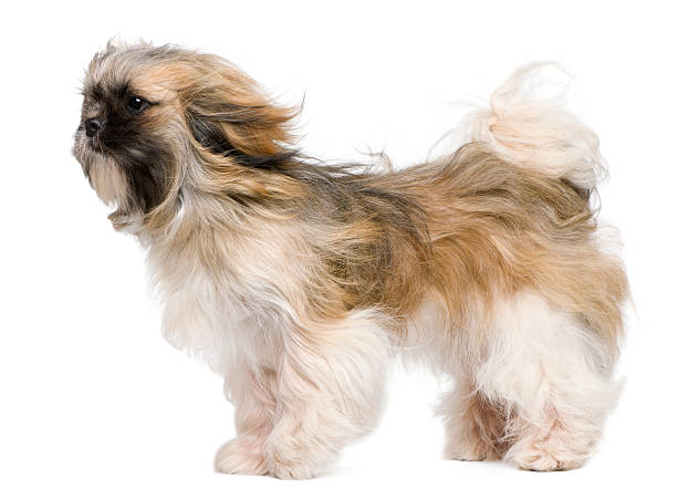 istock Profile of Shih Tzu, windswept and standing. 106385478