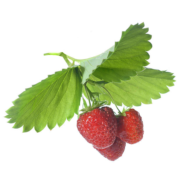 istock Strawberry with leaves isolated on white 106385584