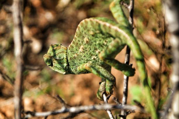 istock Chameleon on a branch under the sun 1063855918